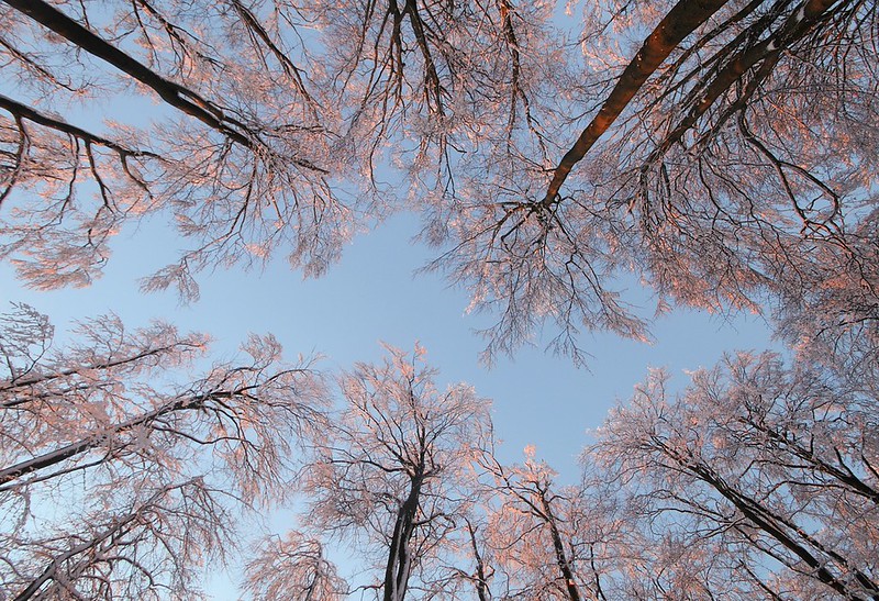 20150106-053F | Wald am Kreuzberg - der magische Moment, in dem die Baumkronen vom allerersten Sonnenlicht geküsst werden. Rhön, 06.01.2015