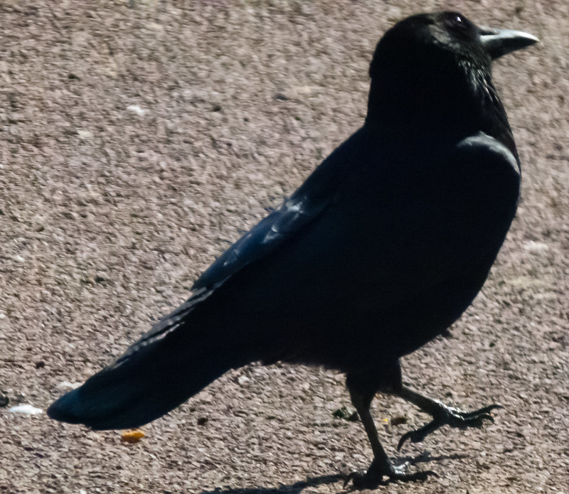 Carrion crow, head to one side