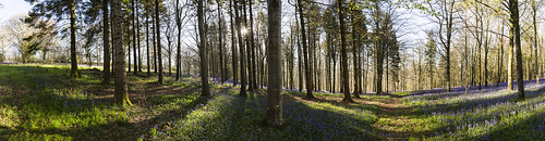 bluebells delcombewoods delcombe bluebellwood trees sun harsh light 2470li 2470l canon5d3 canon canon5d 5d 5d3 eos englishcountryside countryside panorama