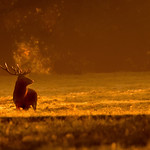 Shooting 'into the light' at Fountains Abbey, 'very early' one morning, a few days' ago. The Red Stag.