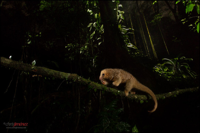 Silky anteater(Cyclopes didactylus) crossing a vine at night