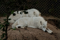 Loups du parc du Gévaudan