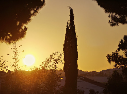 trees summer sun portugal nature silhouette sunrise rooftops villa algarve montenegro