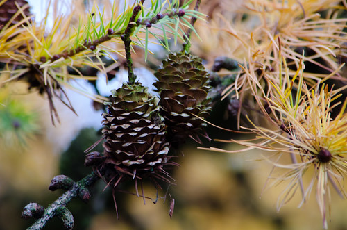 Conifer, old and new growth