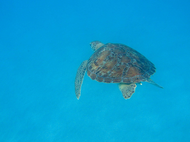 Turtle - catamaran cruise - Barbados