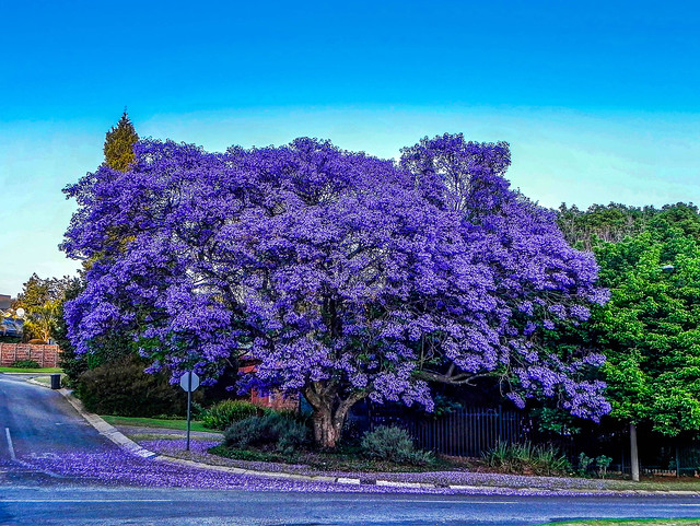 Jacaranda Tree HDR, Johannesburg