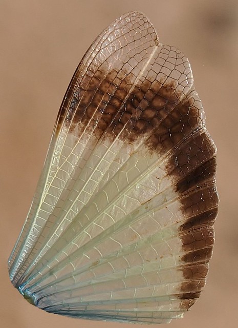 Wheeler's Blue-winged Grasshopper, Leprus wheeleri