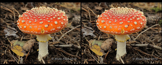 Fly agaric - 3d cross-view