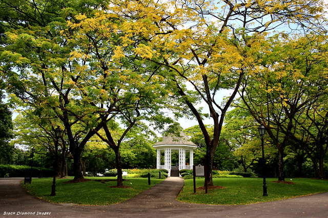 The Bandstand - Albizia saman - Raintrees & Bandstand on Upper Ring Road, Singapore Botanic Gardens, Singapore