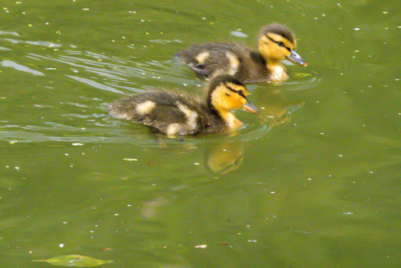 Duck and two ducklings revisited