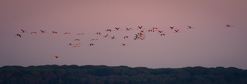 Pink flamingos by luigig75, Canon 70D
Canon EF 70-200mm f/4 L USM
1/400s | ƒ/4 | ISO 100 | 200mm
<a href="http://twitter.com/lu
