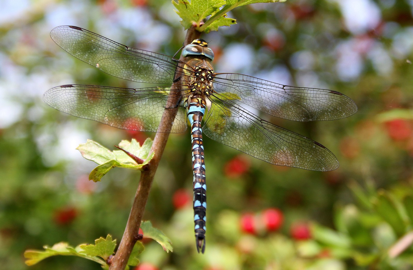 Dragonfly on Hawthorn