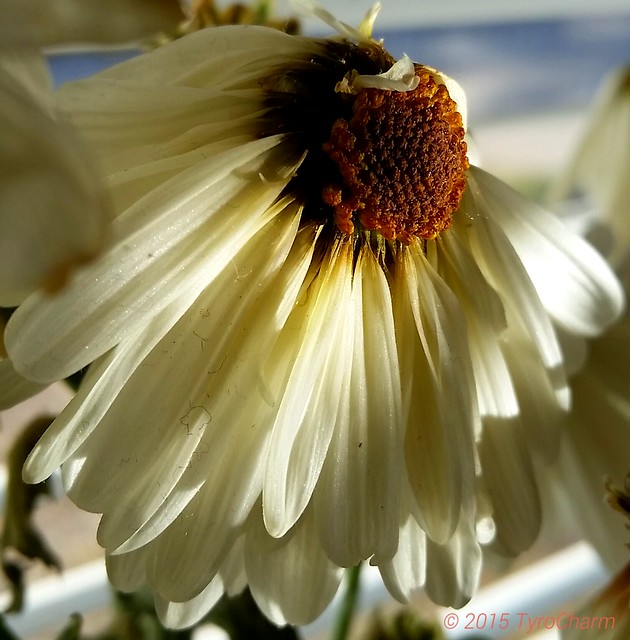 Sunlight was reflecting from a tin can upon my bouquet of Daisies which were beginning to dry out.   #flowers #floweroftheday #Daisies #photography #sunlight