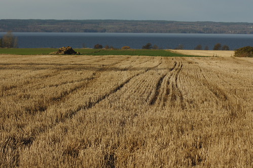 Brush cut by J. Roseen, Autumn view to mainlandlake water hay vatten sjö visingsö hö