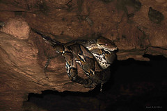 Giant snake in cave - Pare-Pare, South Sulawesi