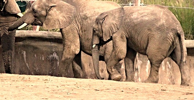 African Elephants -