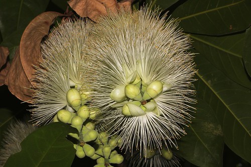 Barringtonia calyptrata | by andreas lambrianides