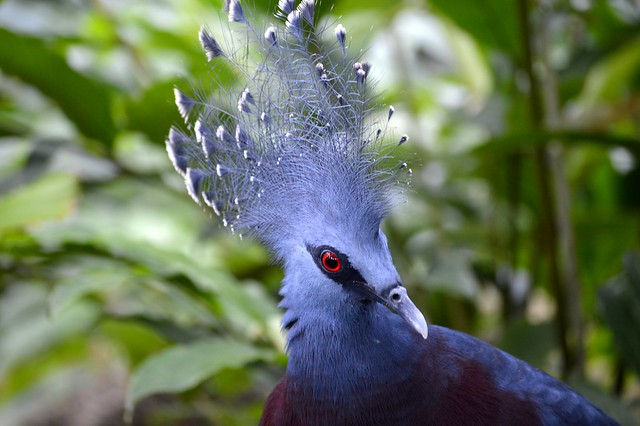 Victoria Crowned Pigeon  (Goura victoria)