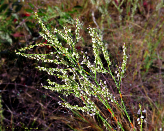 Coastal Joint-weed - Polygonella articulata  -  Polygonaceae: Buckwheat Family