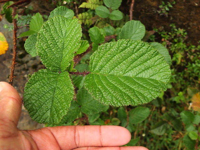 Rubus elliptica (4)