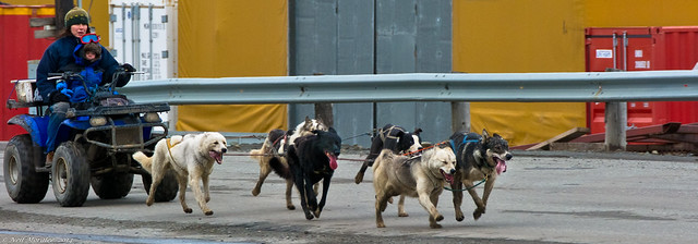 Dog walking Svalbard Style