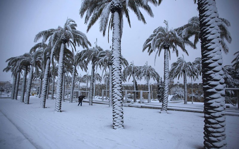 Palm-tree in Snow