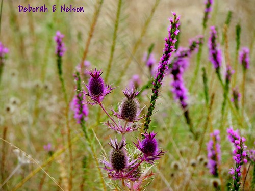 Sunrise Hike to Cattail Pond - Cedar Ridge Preserve Oct 1 2014 by deborahnelson201453, Leavenworth's Eryngo & Blazing Star