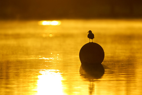 bird sunrise canon golden sigma 300mm hour 7d f28 hertfordshire herts welwyngardencity stanboroughlakes