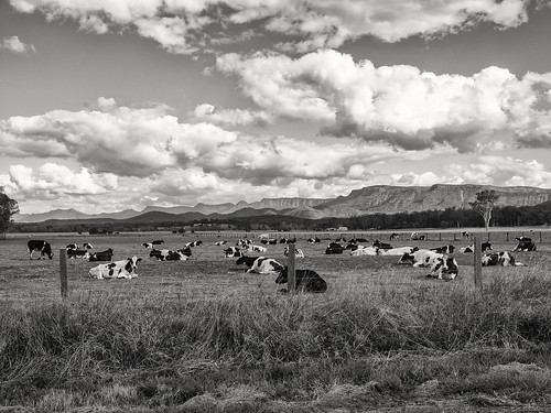 landscape cows farm cloudyday farmscape fresians diaryfarm olympuse30