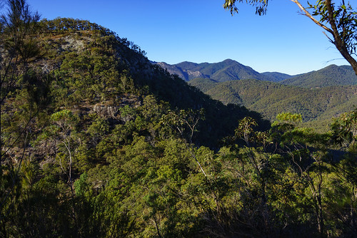 trees forest landscape australia bushwalking qld queensland eucalyptus bushwalk 2016 scenicrim mtbarneynationalpark mtmay sonya7r
