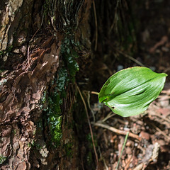 Leaf and Trunk, Houghton Falls State Natural Area
