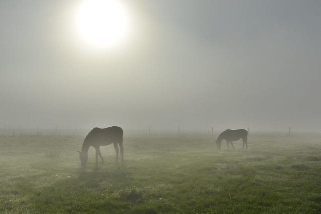 horses in the mist