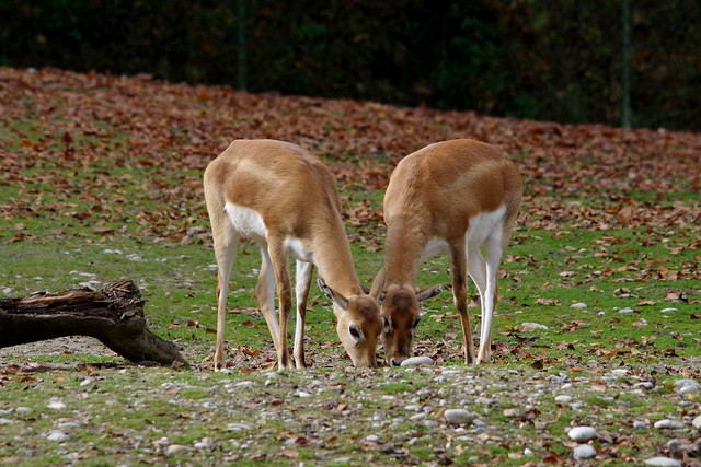 IMGP0231 Munich Zoo, November 2013