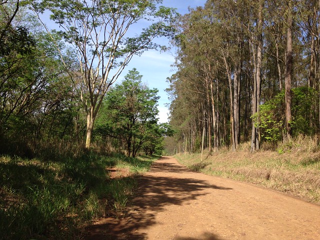 Luiz Antônio, São Paulo State (countryside), Brazil.