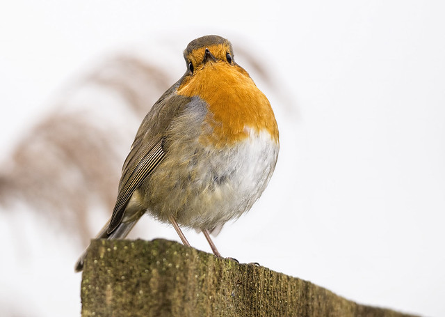 Boxing Day robin