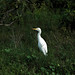 Flickr photo 'Bubulcus ibis 14-11-23' by: liesvanrompaey.