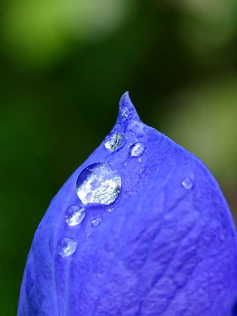 Drops on blue