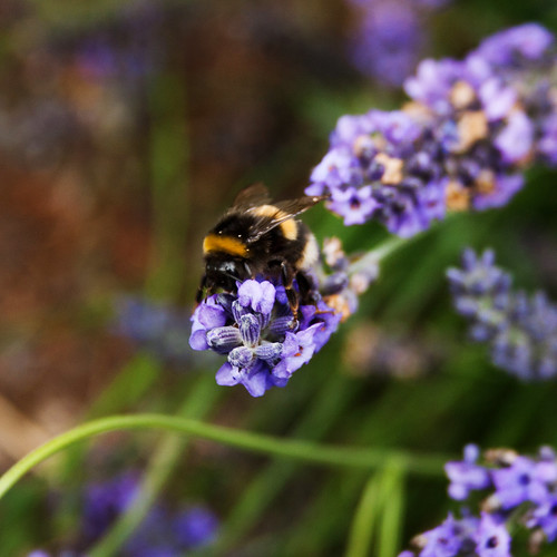Lavender is a popular plant, with a range of medicinal uses. But what are the legends and folklore behind this calming purple plant? Click here to find out.