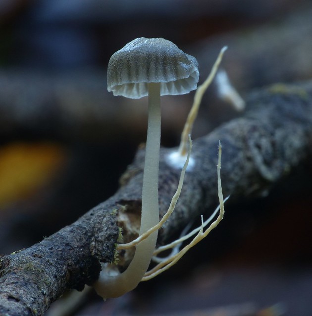 Fragile beauties, mysterious mushrooms.