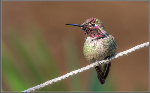hummingbird bokeh hummer annas annashummingbird
