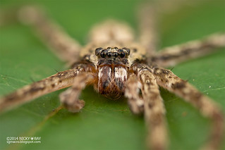 Huntsman spider (Pandercetes sp.) - DSC_1071