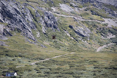 White-tailed Eagle on hike to Lake 90 plateau, Greenland
