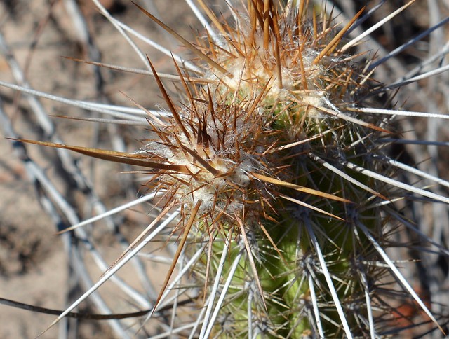 Prickly Cactus/Cacto