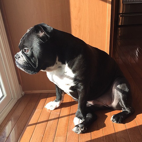 ☀️🐾❤️ #oreothedoublestuffbulldog #wrinklesfordays #englishbulldog #englishbulldoglovers #thebullysquad #underbite #instadog #igbulldogs_indiana #igbulldogs_worldwide #axelspal #adorabull #squishyfacecrew #dogcrushdaily #dogsofinstagr | by Katy Jo Dalton