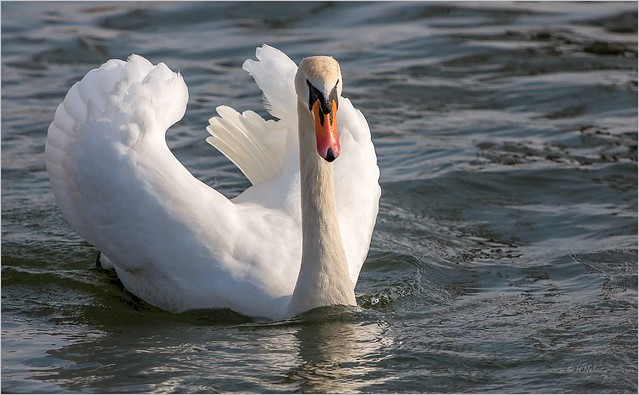 Höckerschwan (Mute swan or white swan)