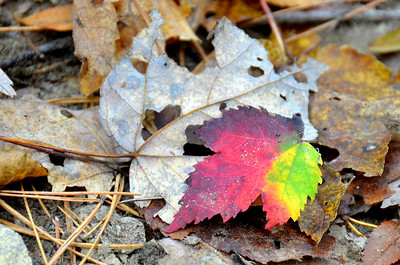 photo of fall leaves on the ground