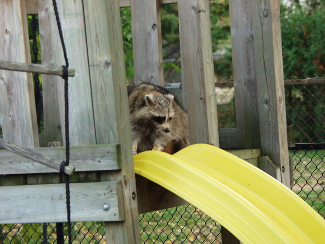 Raccoon Visitor