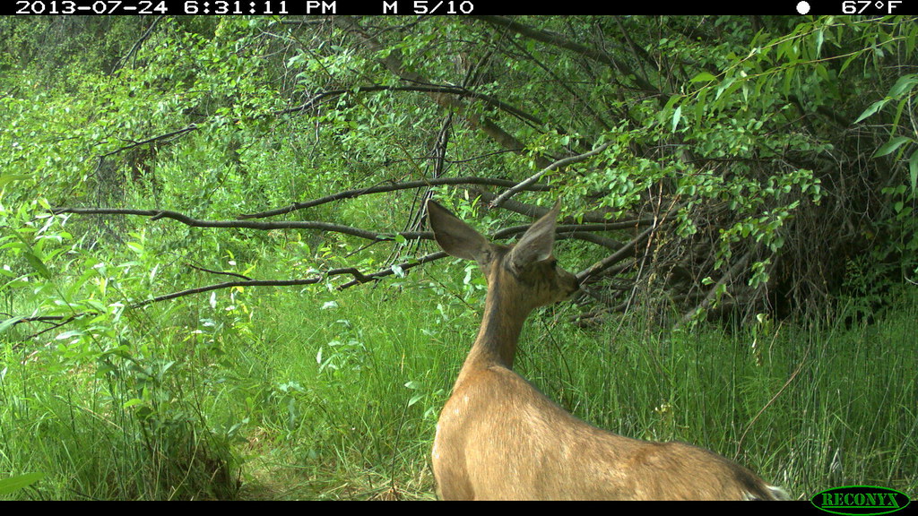 Doe Mule Deer (5/10) | These pictures were taken on July 24t… | Flickr