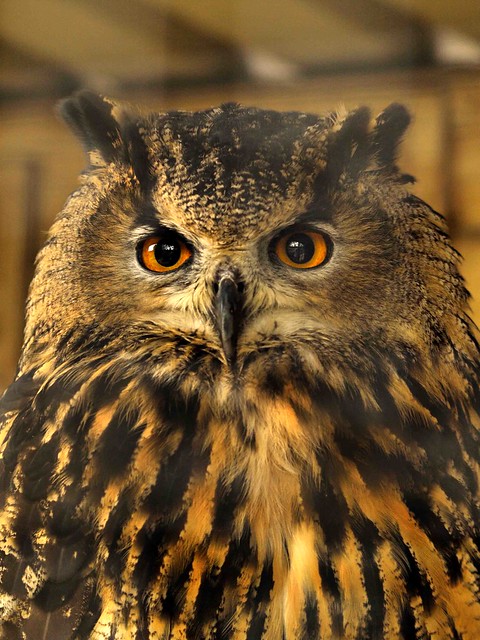 Eagle Owl portrait 269