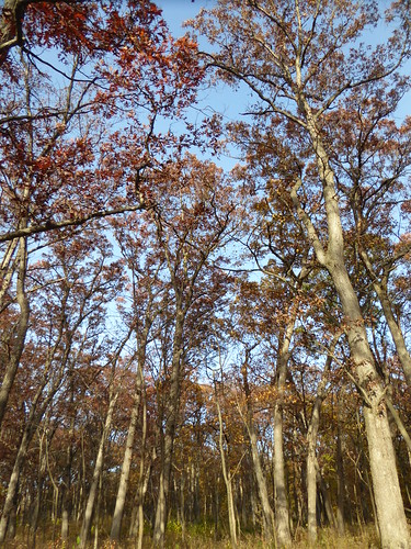 lisleil mortonarboretum fall landscape forest trees nature flora leaves foliage